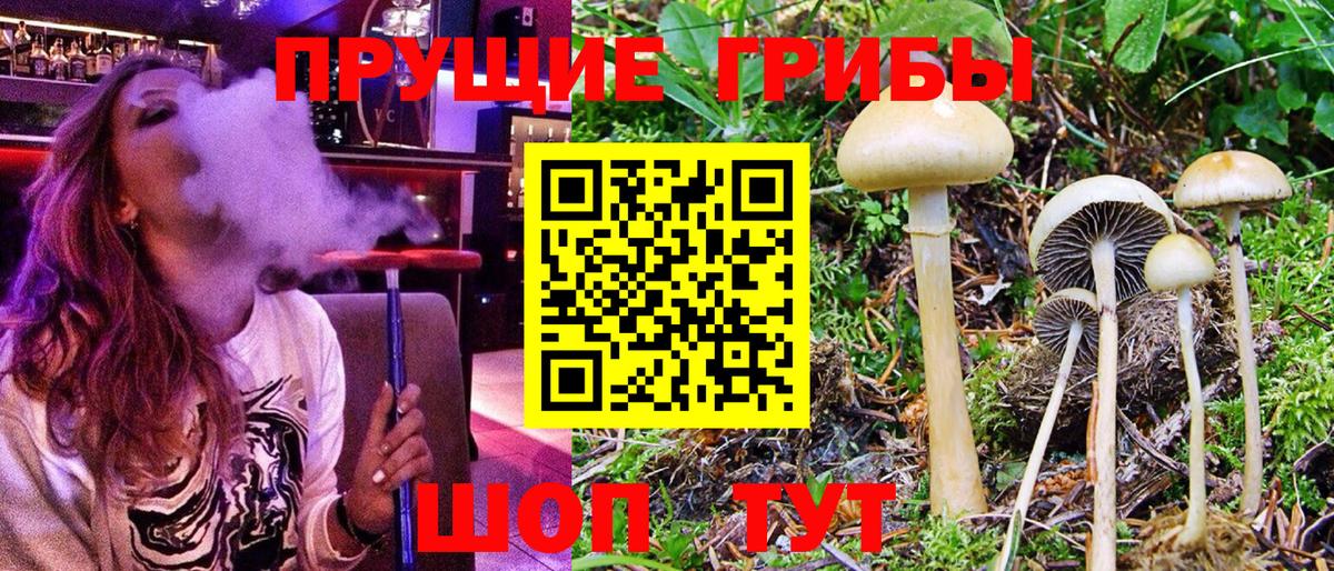 Большой Камень  Галлюциногенные грибы GOLDEN TEACHER  Вход с VPN  Галлюциногенные грибы Psilocybe 